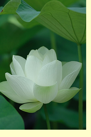 Reiki Training #01