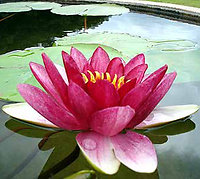 Reiki Training. Deep Pink Lotus