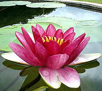 Healing Art. Deep Pink Lotus