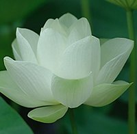 Reiki Training. Lotus Pure