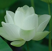 Healing Art. Lotus Pure