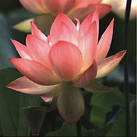 Reiki Training. Pink Lotus Pure