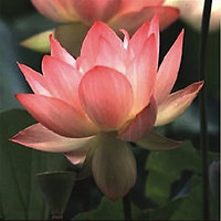 Healing Art. Pink Lotus Pure